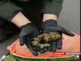 قاچاق مواد مخدر در هندوانه!