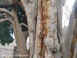 اینجا استان کرمان - ارزوییه - صوغان-  درخت سرو کوهی ( ارس) 3000 ساله. اسفند 99