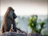 شکار و خوردن بچه آهو توسط میمون بی رحم جلوی چشم مادرش