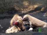 زنده خواری بی رحمانه گوساله توسط اژدهای کومودو