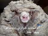 گوسفند گمشده با ۳۵کیلوگرم پشم بعد از ۵سال پیدا شد