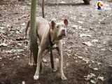 نجات سگی که در جنگل بسته و رها شده بود | (دودو 99)