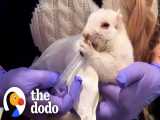 نجات و مراقبت از سنجاب سفید | (دودو 110)