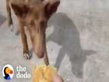 نجات این سگ از گرسنگی | (دودو 115)
