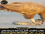 کلیپ جالب شکار مار توسط عقاب خوردن مار زنده توسط عقاب