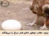 نحوه شکستن تخم شترمرغ توسط عقاب