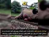 تصادف وحشتناک فیل با قطار