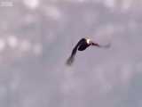 صحنه ای از حمله عقاب به پرندگان دریایی