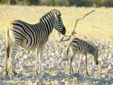 ویدیویی زیبا از حیات وحش جمهوری نامیبیا در آفریقا | (ریلکسیشن در طبیعت 150)