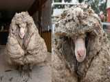 استرالیا | نجات گوسفند رها شده در طبیعت از ریز بار 35 کیلوگرم پشم