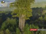 تصویری از بلندترین و خوش شانس ترین درخت جهان!