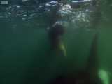صحنه های از حمله نهنگ های قاتل به فوک ها