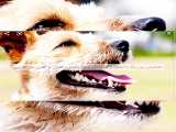 تشخیص سن سگ با استفاده از تغیرات ایجاد شده در دندان ها