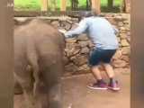 لگد زدن عجیب یک فیل به انسان