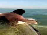 آزاد سازی دلفین از تور ماهیگیری در آبهای بوشهر