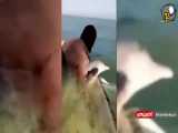 آزاد کردن دلفین توسط صیادان در خلیج فارس