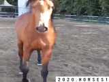 اسب عرب سیلمی می باخ