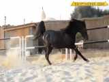 یکی از زیبا ترین اسب های عرب در دنیا