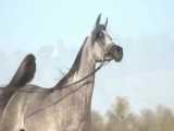 چند اسب عرب بسیار زیبا