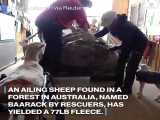 گوسفندی که گم شده بود با ۳۵ کیلو پشم پیدا شد