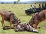 حیات وحش، تلاش مرگبار یوزپلنگ در شکار/حمله شیر برای شکار گوزن یالدار