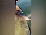 نجات دلفین از تور ماهیگیری توسط صیاد تنگستانی که در جهان وایرال شد
