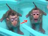 بازی کردن میمون خواب آلود در وان حمام