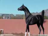 یک اسب عرب بسیار زیبا