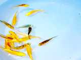 ماهی های کوی شاداب و رنگها و نژادهای متنوع منالیک و براق بهترین نژادها استخر آبن