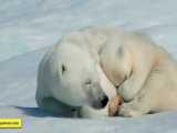 سفری به دنیای خرس های قطبی کانادا ✨آسمان پرستاره پرشیا 22887100 - 021 ☎