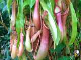محتویات شکم گیاه گوشتخوار Nepenthes Pitcher