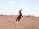 سوارکاری حرفه ای با اسب عرب