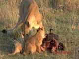توله شیرها و مادران ، در حال بازی و غذا خوردن ، که با آمدن پدر قطع می شوند