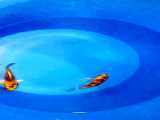 ماهی کوی نژاد زیبا و متالیک تورا اوگان ، ماهی زرد رنگ با خالهای مشکی متالیک، از
