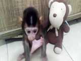 بازی بچه میمون با عروسک میمون