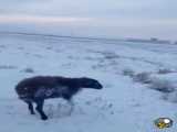یخ زدن حیوانات در دمای ۵۳-درجه سانتی گراد در قزاقستان