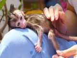 شیردادن و نوازش بچه میمون بامزه
