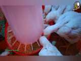 ویدیو پرورش مرغ گوشتی سبز نژاد راس با موزیک حمید خدری