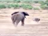حمله فیل به یک کرگدن و بچه اش