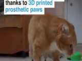 ساخت پنجه تیتیانومی برای گربه معلول با پرینتر سه بعدی!