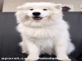 سگ کیوت با اهنگ سولو جنی میرقصه*-*جانم*-*