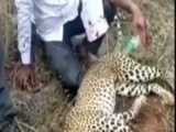 کشتن یوزپلنگ توسط مرد دست خالی