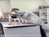 معاینه یک سگ آروم و بامزه در مطب دکتر دامپزشک ایرانی