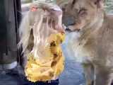 ویدیو جالب بازی دختر بچه با یک شیر حتما ببینید فالو کن تا فالو شی