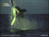 فیلمی زیبا از لحظه شکار سگ آبی توسط کوسه 5 / راز بقاء / مستند
