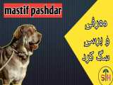 معرفی دومین سگ قوی ایران - سگ کرد