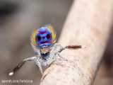 عنکبوت پیکاک بسیار کوچک است و اندازه‌اش از چهار میلی‌متر فراتر نمی‌رود.