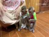 لباس پوشاندن برای دو بچه میمون بازیگوش