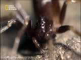 عملیات پارتیزانی عنکبوت برای خوردن مورچه / راز بقاء/مستند