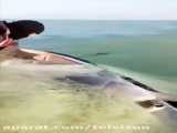 صیاد تنگستانی دلفین را از تورش آزاد کرد